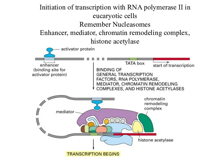 Initiation of transcription with RNA polymerase II in eucaryotic cells