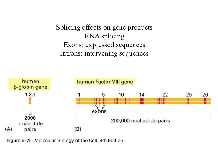Splicing effects on gene products RNA splicing Exons: expressed sequences Introns: intervening sequences