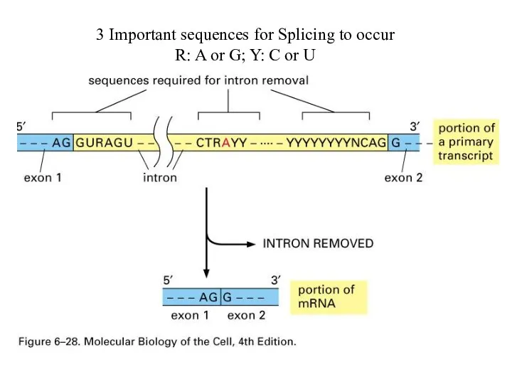 3 Important sequences for Splicing to occur R: A or G; Y: C or U