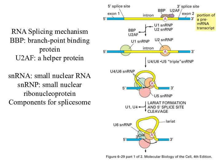 RNA Splicing mechanism BBP: branch-point binding protein U2AF: a helper
