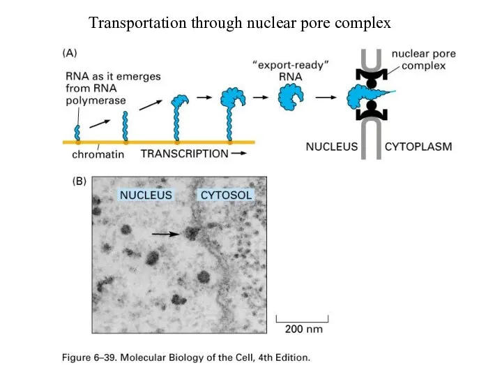 Transportation through nuclear pore complex