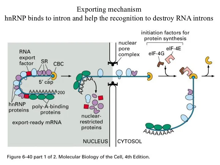Exporting mechanism hnRNP binds to intron and help the recognition to destroy RNA introns