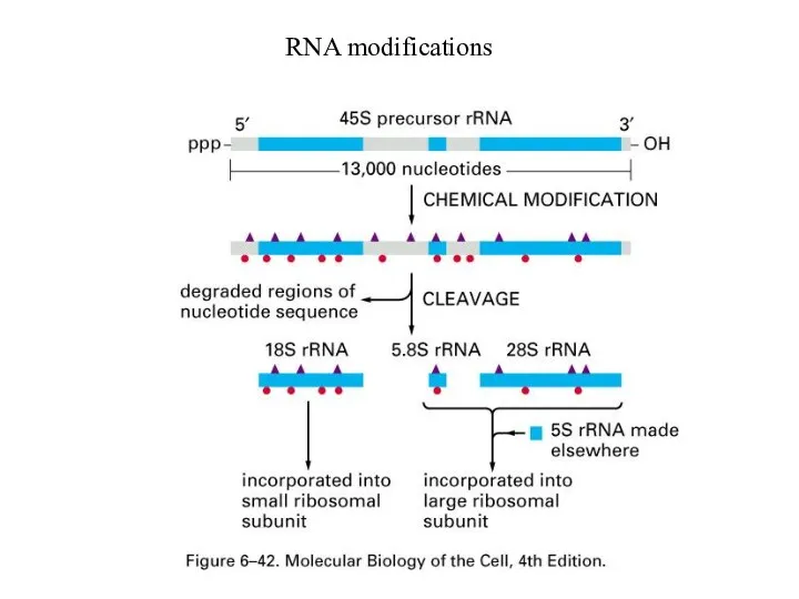 RNA modifications