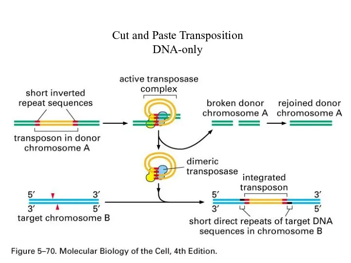 Cut and Paste Transposition DNA-only