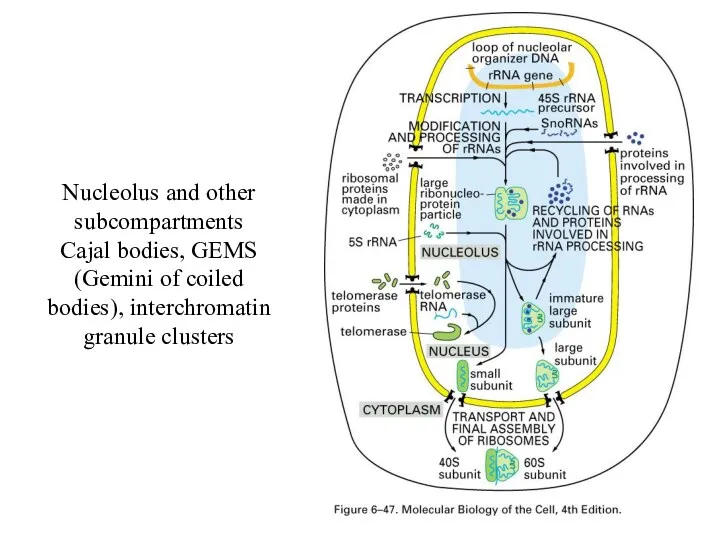 Nucleolus and other subcompartments Cajal bodies, GEMS (Gemini of coiled bodies), interchromatin granule clusters