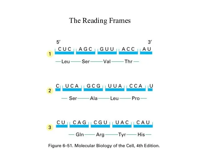 The Reading Frames