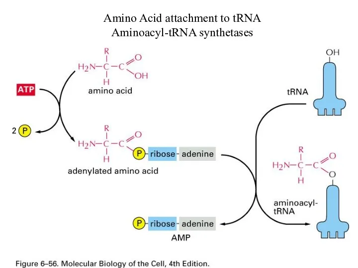 Amino Acid attachment to tRNA Aminoacyl-tRNA synthetases