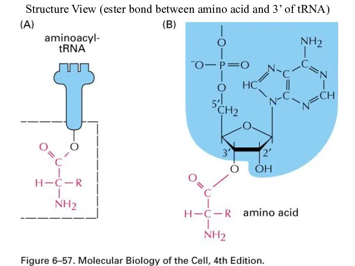 Structure View (ester bond between amino acid and 3’ of tRNA)