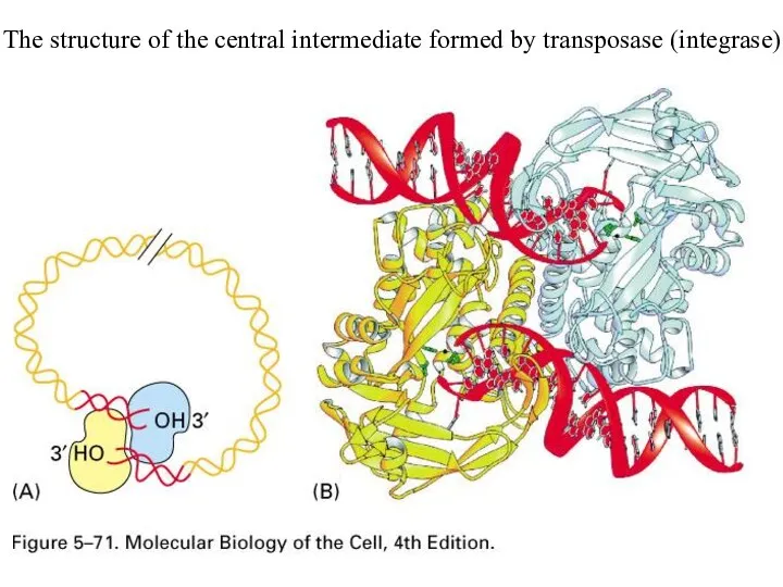 The structure of the central intermediate formed by transposase (integrase)
