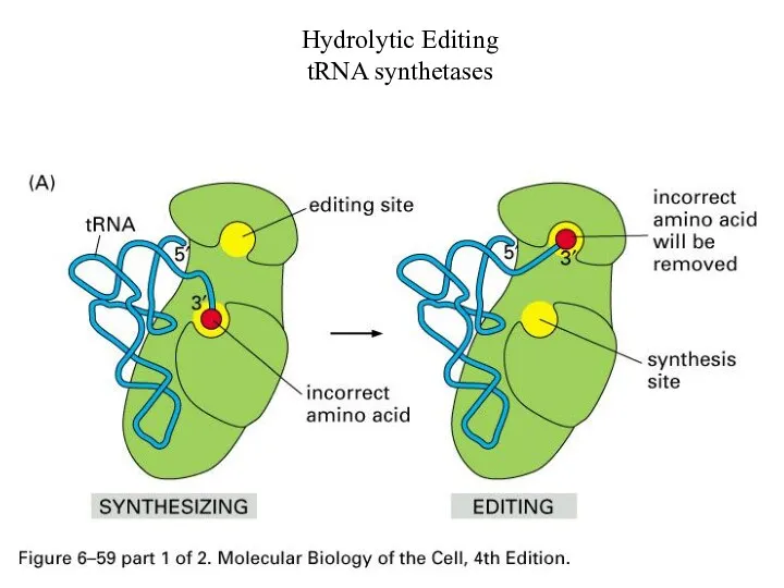 Hydrolytic Editing tRNA synthetases