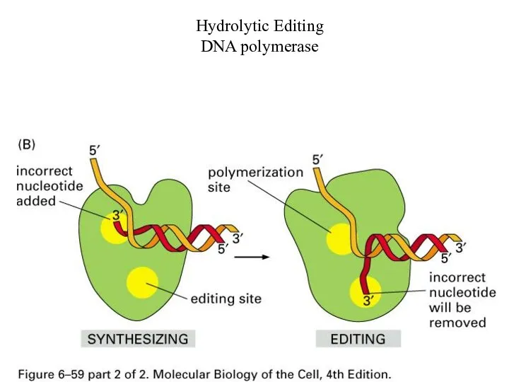 Hydrolytic Editing DNA polymerase