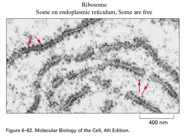 Ribosome Some on endoplasmic reticulum, Some are free