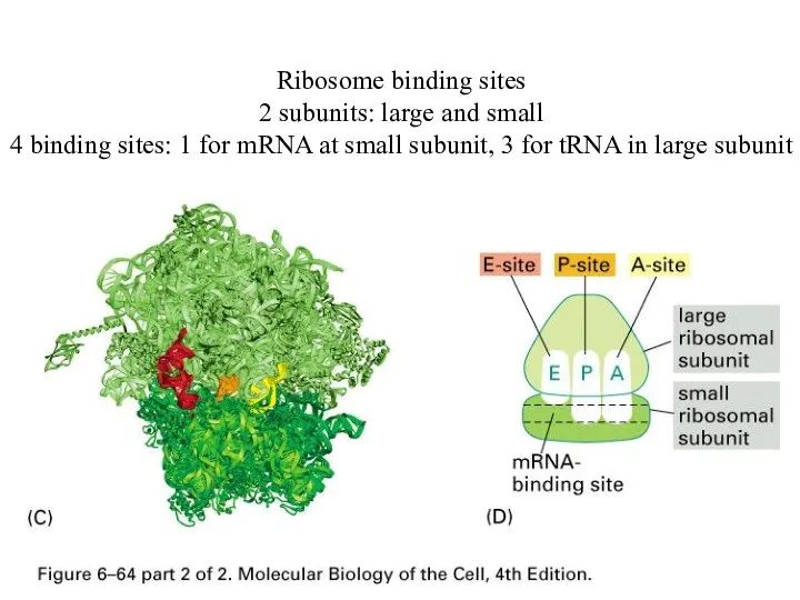 Ribosome binding sites 2 subunits: large and small 4 binding