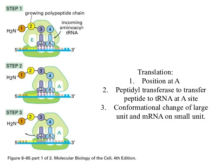 Translation: Position at A Peptidyl transferase to transfer peptide to