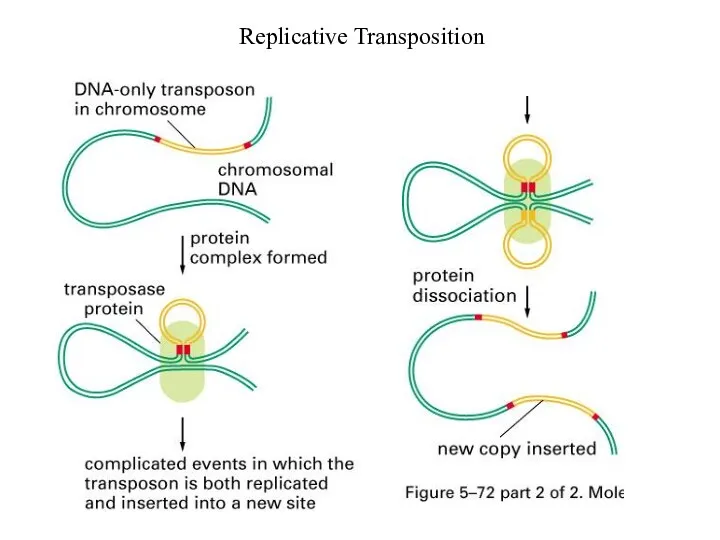 Replicative Transposition