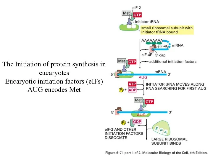 The Initiation of protein synthesis in eucaryotes Eucaryotic initiation factors (eIFs) AUG encodes Met