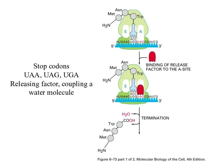 Stop codons UAA, UAG, UGA Releasing factor, coupling a water molecule