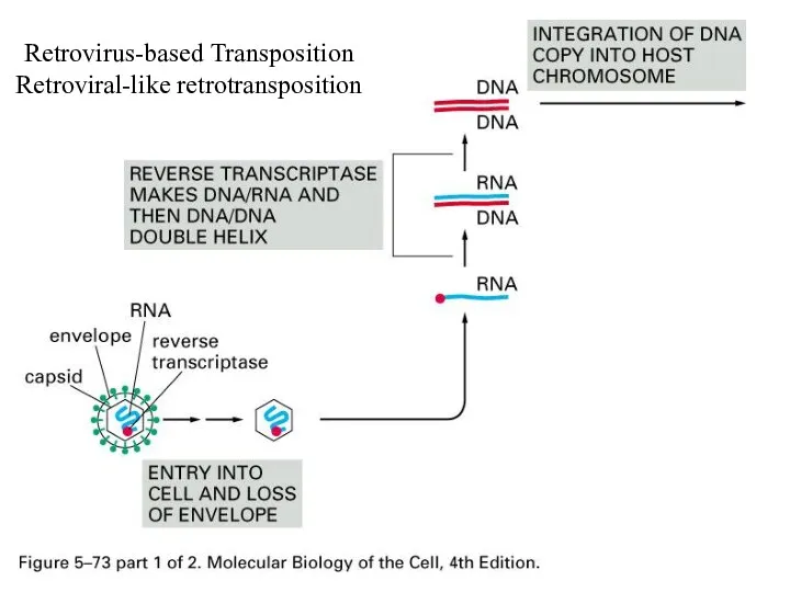 Retrovirus-based Transposition Retroviral-like retrotransposition