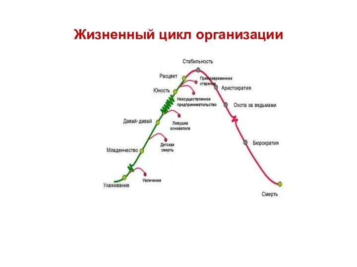 Жизненный цикл организации