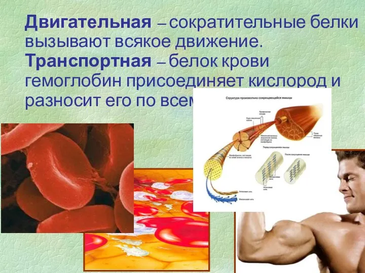 Двигательная – сократительные белки вызывают всякое движение. Транспортная – белок