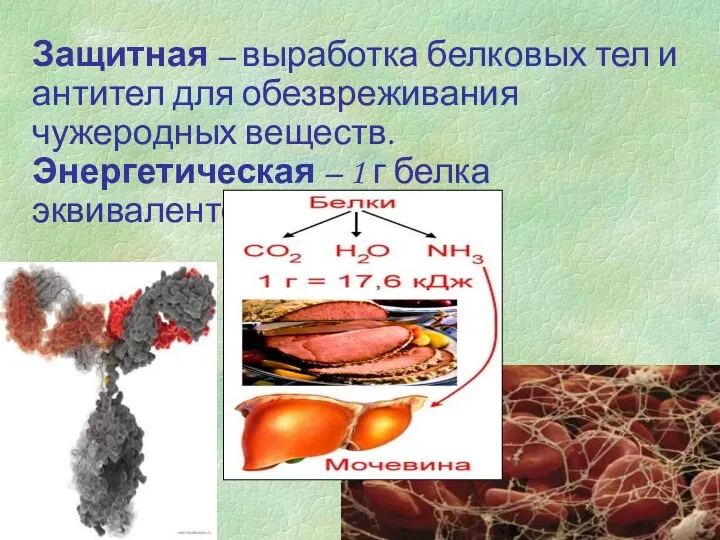 Защитная – выработка белковых тел и антител для обезвреживания чужеродных