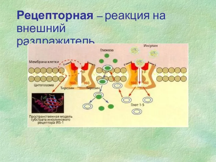 Рецепторная – реакция на внешний раздражитель