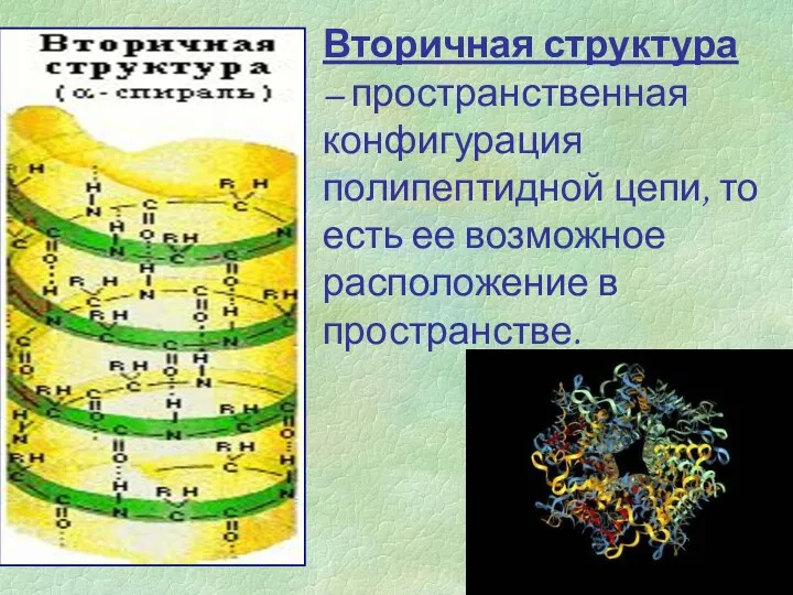 Вторичная структура – пространственная конфигурация полипептидной цепи, то есть ее возможное расположение в пространстве.