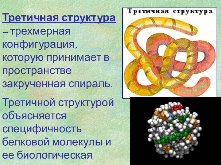 Третичная структура – трехмерная конфигурация, которую принимает в пространстве закрученная