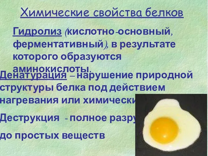 Химические свойства белков Гидролиз (кислотно-основный, ферментативный), в результате которого образуются