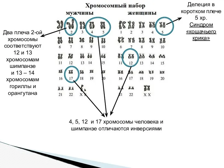 Делеция в коротком плече 5 хр. Синдром «кошачьего крика» Два плеча 2-ой хромосомы