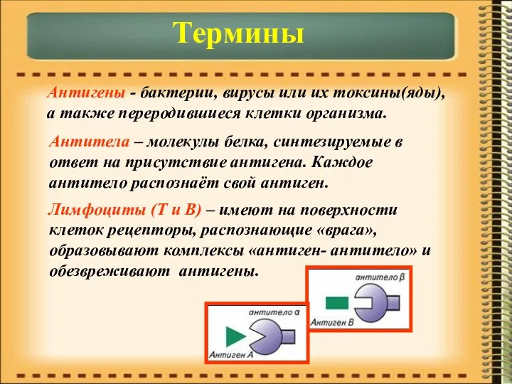 Термины Антигены - бактерии, вирусы или их токсины(яды), а также переродившиеся клетки организма.