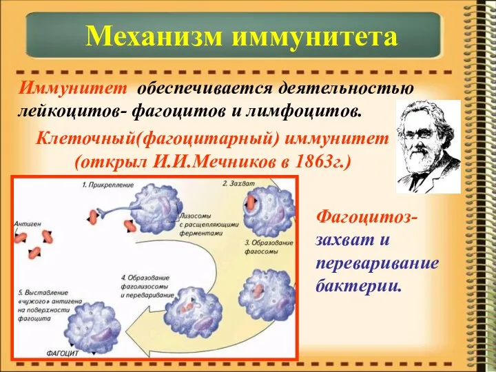 Иммунитет обеспечивается деятельностью лейкоцитов- фагоцитов и лимфоцитов. Механизм иммунитета Клеточный(фагоцитарный) иммунитет (открыл И.И.Мечников