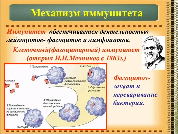 Иммунитет обеспечивается деятельностью лейкоцитов- фагоцитов и лимфоцитов. Механизм иммунитета Клеточный(фагоцитарный)