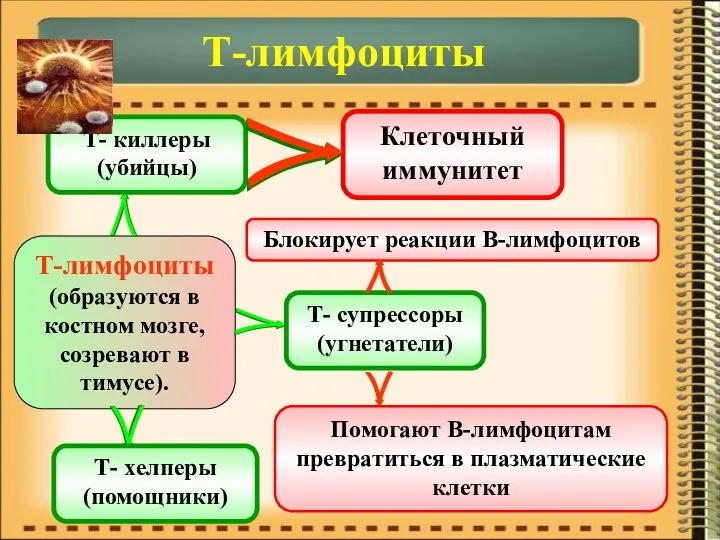 Т-лимфоциты Т-лимфоциты (образуются в костном мозге, созревают в тимусе). Т-