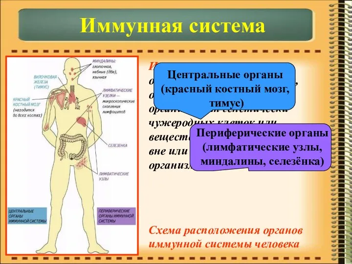 Иммунная система – объединяет органы и ткани, обеспечивающие защиту организма от генетически чужеродных