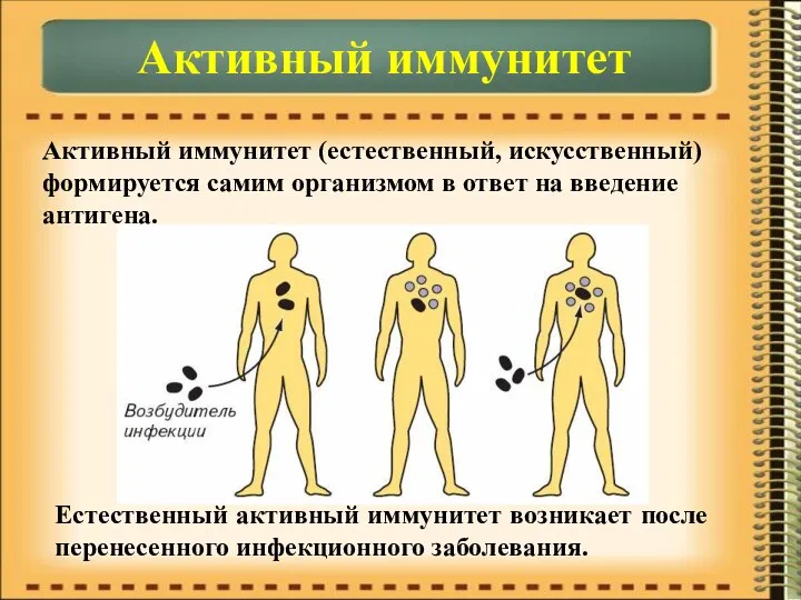 Активный иммунитет Активный иммунитет (естественный, искусственный) формируется самим организмом в