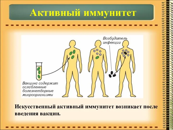 Активный иммунитет Искусственный активный иммунитет возникает после введения вакцин.