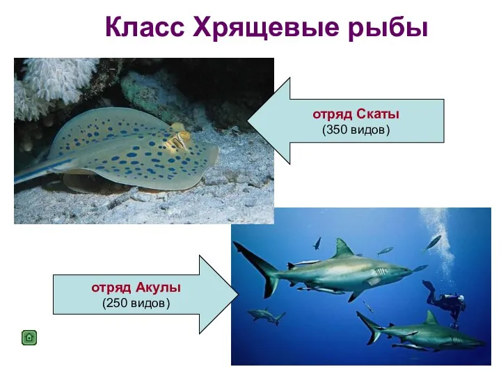 Класс Хрящевые рыбы отряд Скаты (350 видов) отряд Акулы (250 видов)