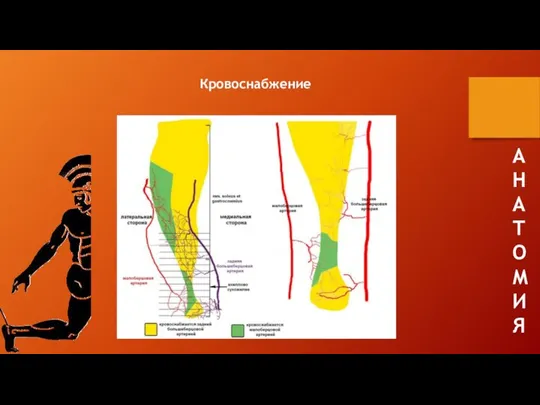 А Н А Т О М И Я Кровоснабжение