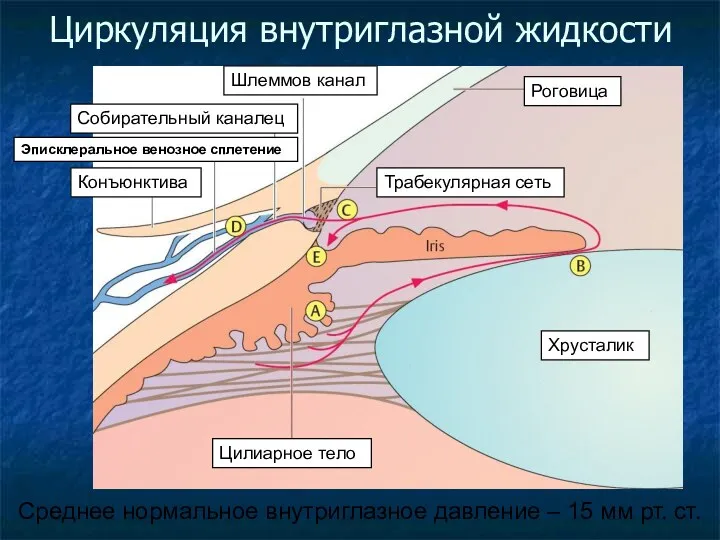 Циркуляция внутриглазной жидкости Роговица Хрусталик Шлеммов канал Трабекулярная сеть Цилиарное