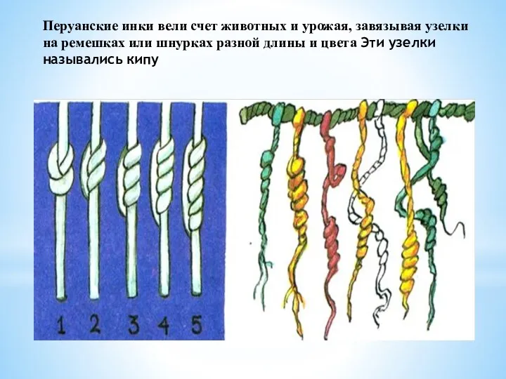 Перуанские инки вели счет животных и урожая, завязывая узелки на