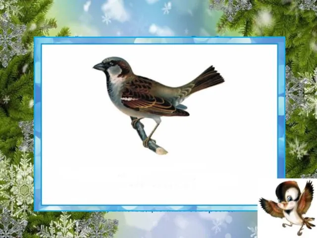 Воробей - мелкая птица из отряда Воробьиные, длина тела с