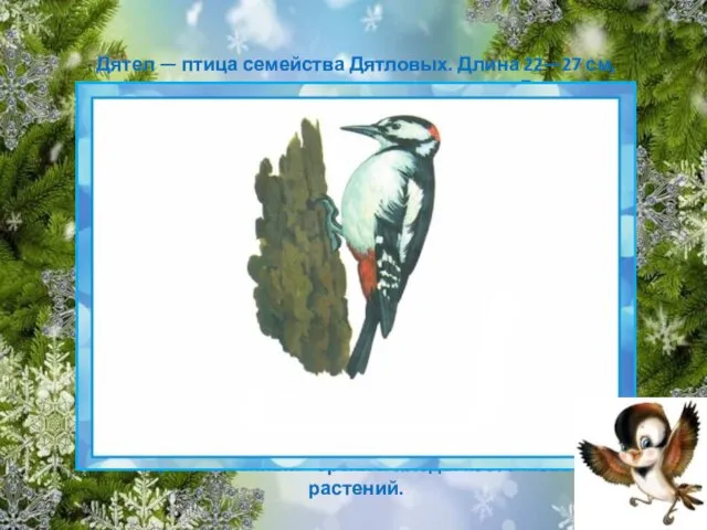 Дятел — птица семейства Дятловых. Длина 22—27 см, размах крыльев