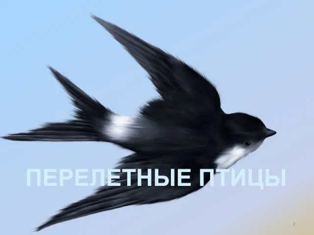 ПЕРЕЛЕТНЫЕ ПТИЦЫ