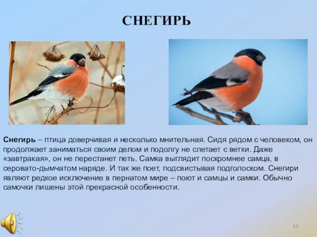 СНЕГИРЬ Снегирь – птица доверчивая и несколько мнительная. Сидя рядом