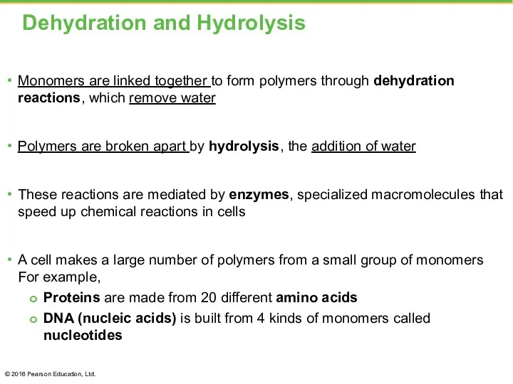 Dehydration and Hydrolysis Monomers are linked together to form polymers