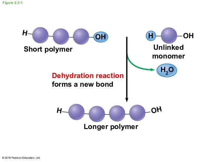 Figure 2.3-1 Short polymer Unlinked monomer Dehydration reaction forms a