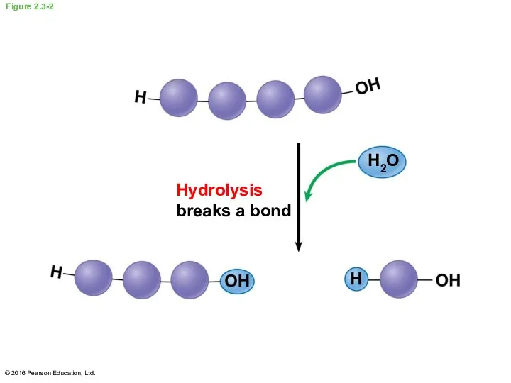 Figure 2.3-2 Hydrolysis breaks a bond H2O © 2016 Pearson Education, Ltd.