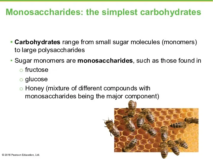 Monosaccharides: the simplest carbohydrates Carbohydrates range from small sugar molecules