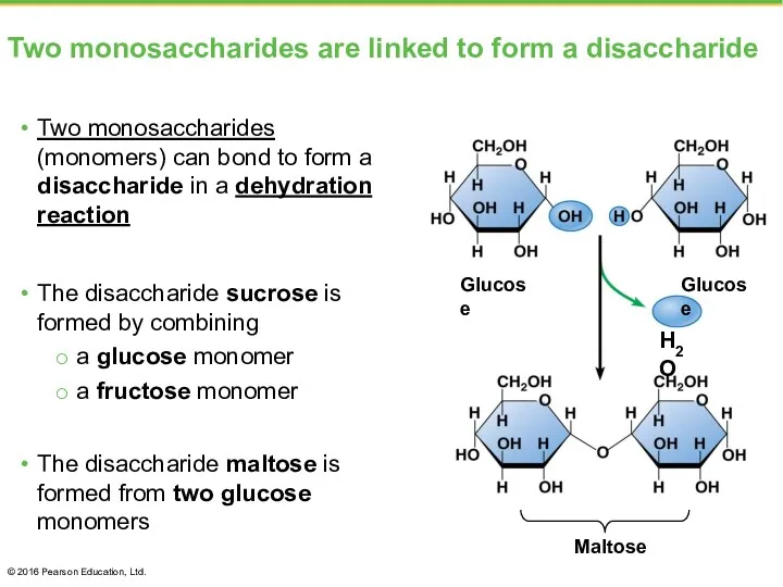 Two monosaccharides are linked to form a disaccharide Two monosaccharides